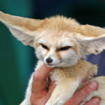 10_Month_Old_Fennec_Fox-1024×683