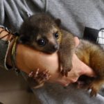 baby_kinkajou