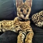 Servals