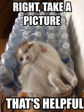 The Best Cat Memes Ever: The Funniest Relatable Memes as Told by