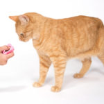 clicker_training_cat_adult_1029_ml_sb_lc