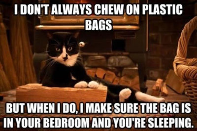 What It's Like to Own Cats — Relatable Cat Memes | Petsies