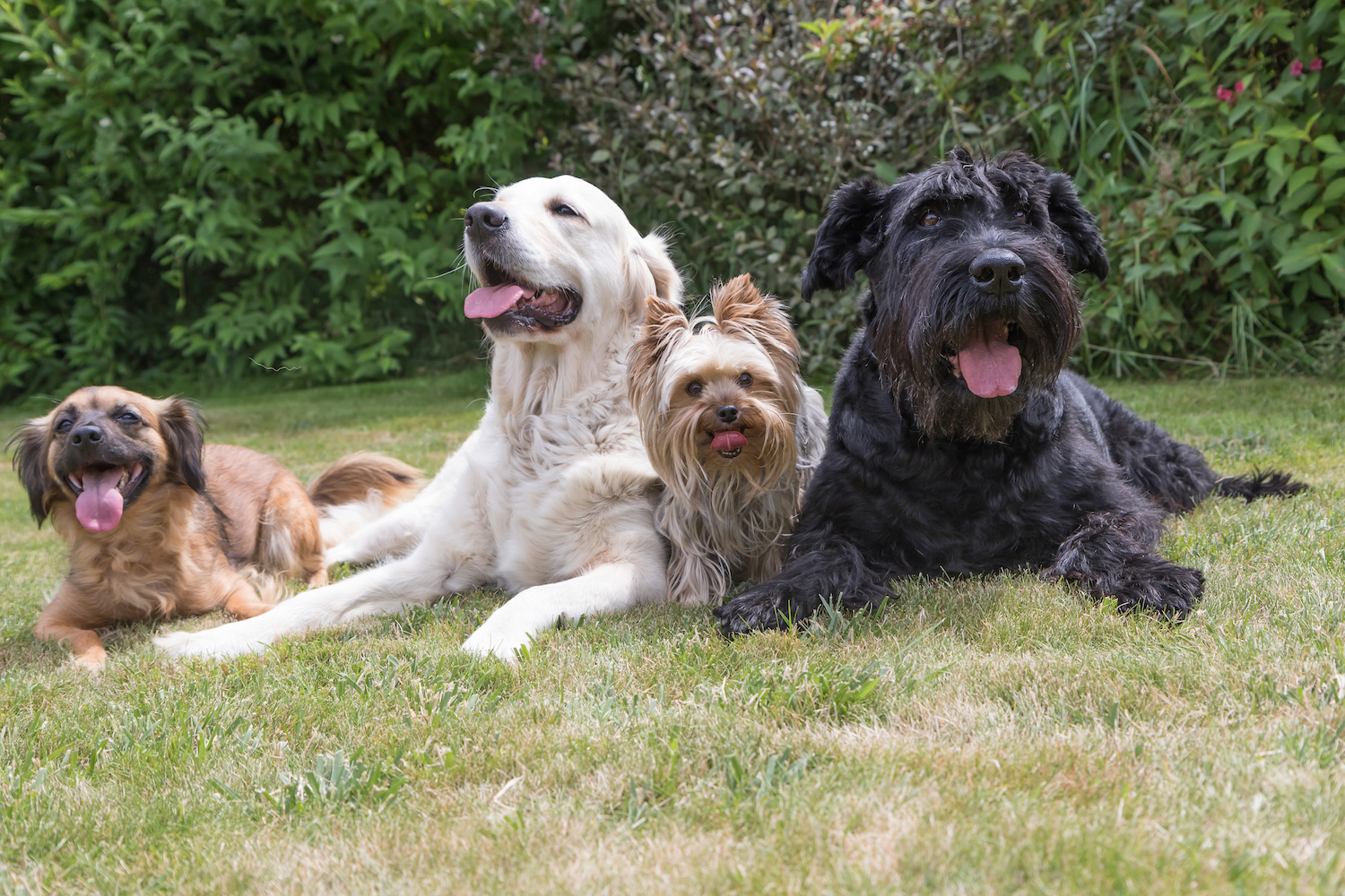 Dogs with a protruding tongue are lying on the lawn