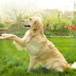 Dog paw and human hand doing a handshake, outdoors