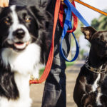 Dogwalker with Dogs in Park