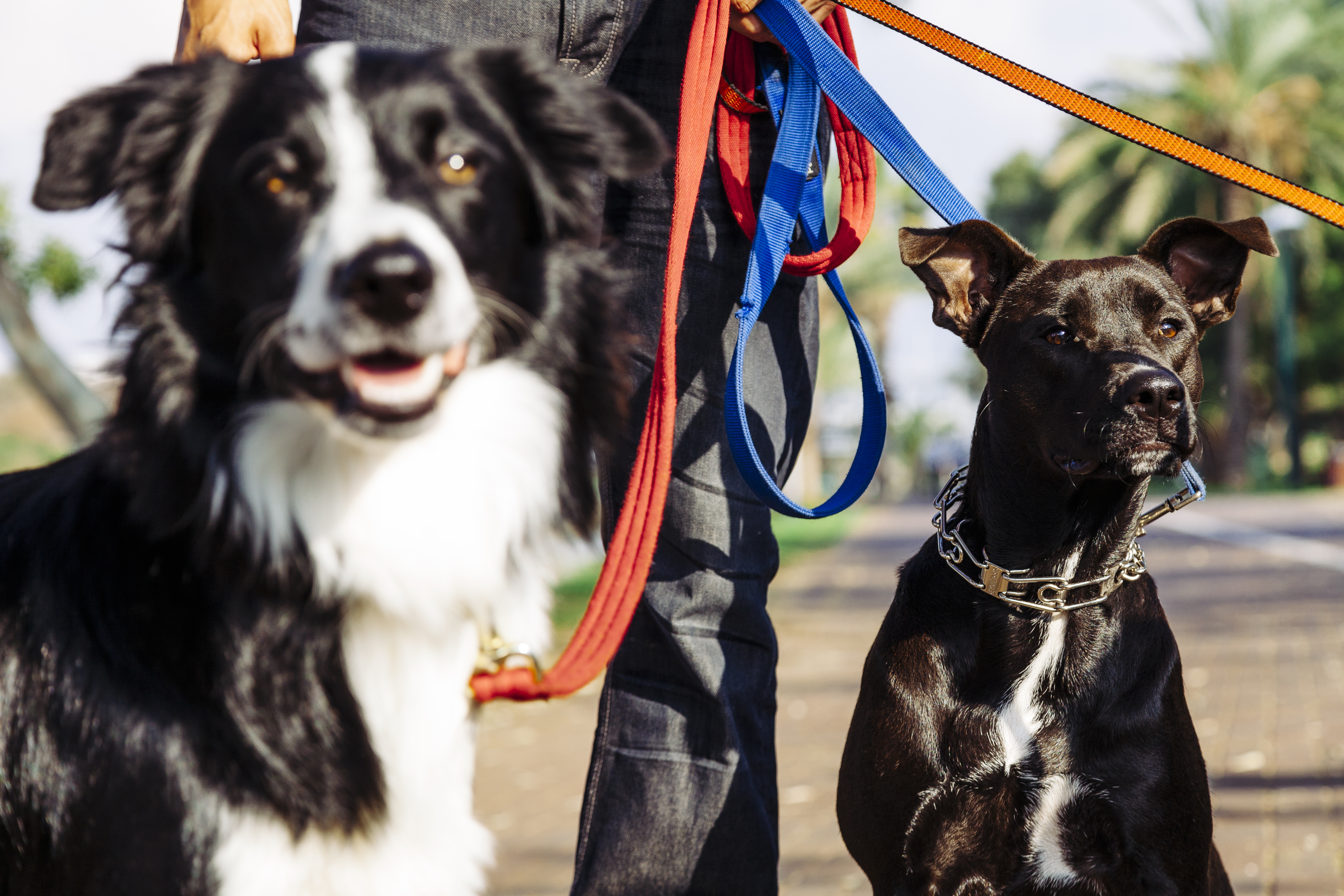 Dogwalker with Dogs in Park