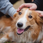 children caress red border collie dog