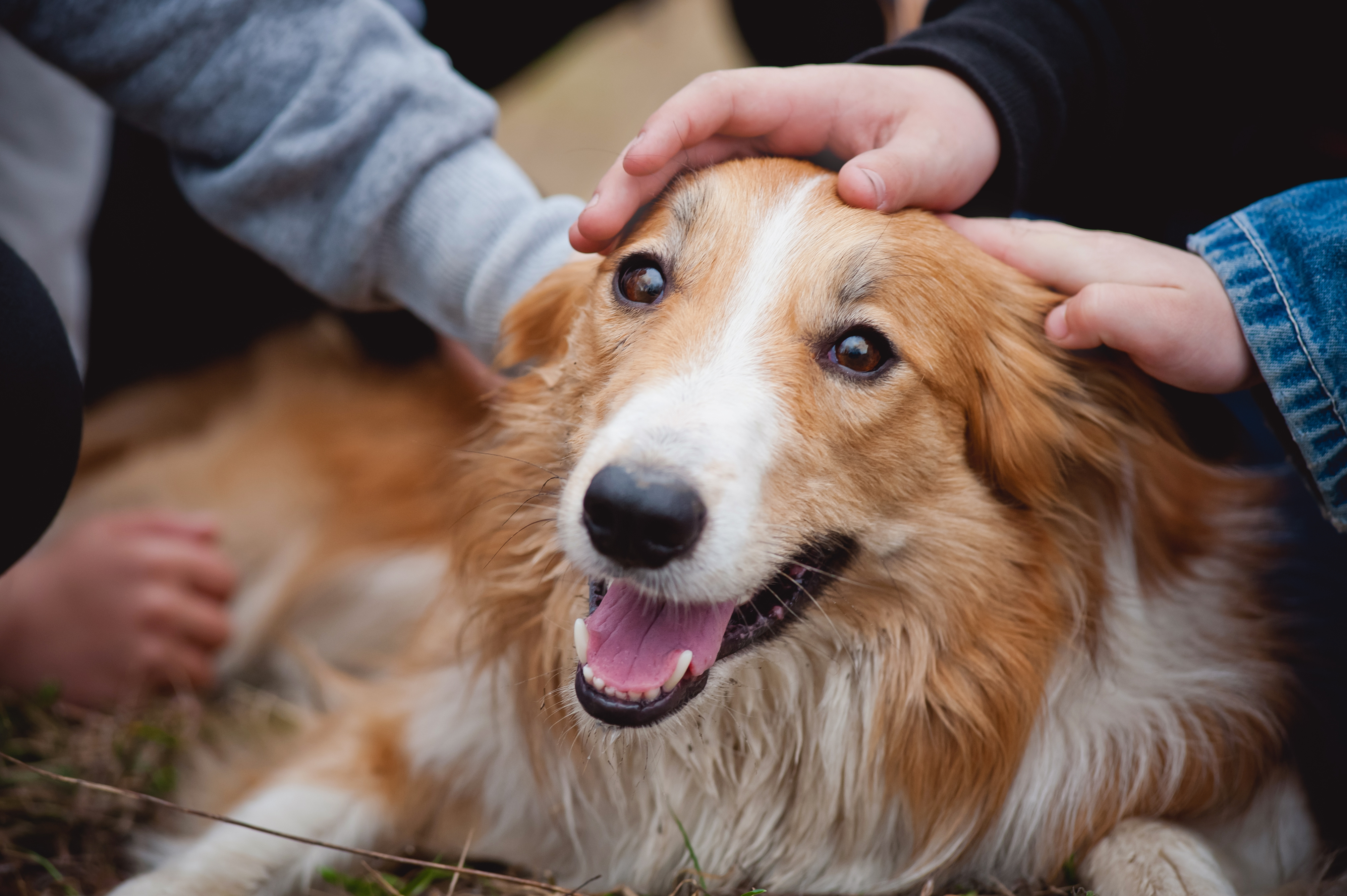 children caress red border collie dog