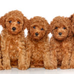 Group of Toy Poodle puppies on a white background