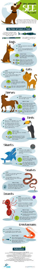 How Animals See the World - Infographic | Petsies