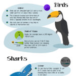 How-Animals-See-the-World-Infographic