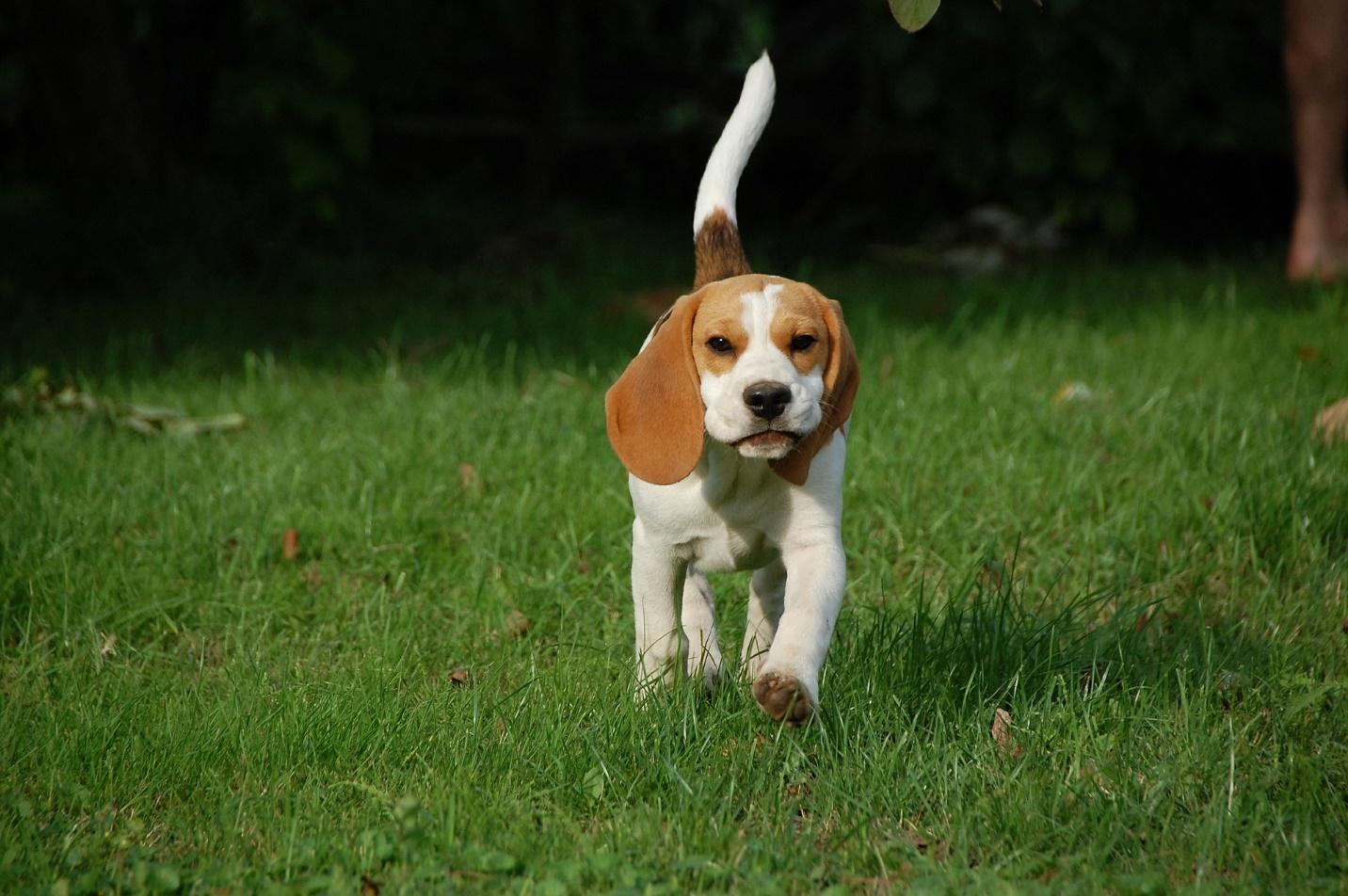 Slutning Se tilbage Svane 5 Great Dog Toys Especially for Energetic Beagles | Petsies