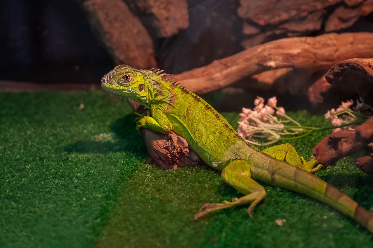 What to Know About Feeding Your Pet Amphibian or Reptile | Petsies