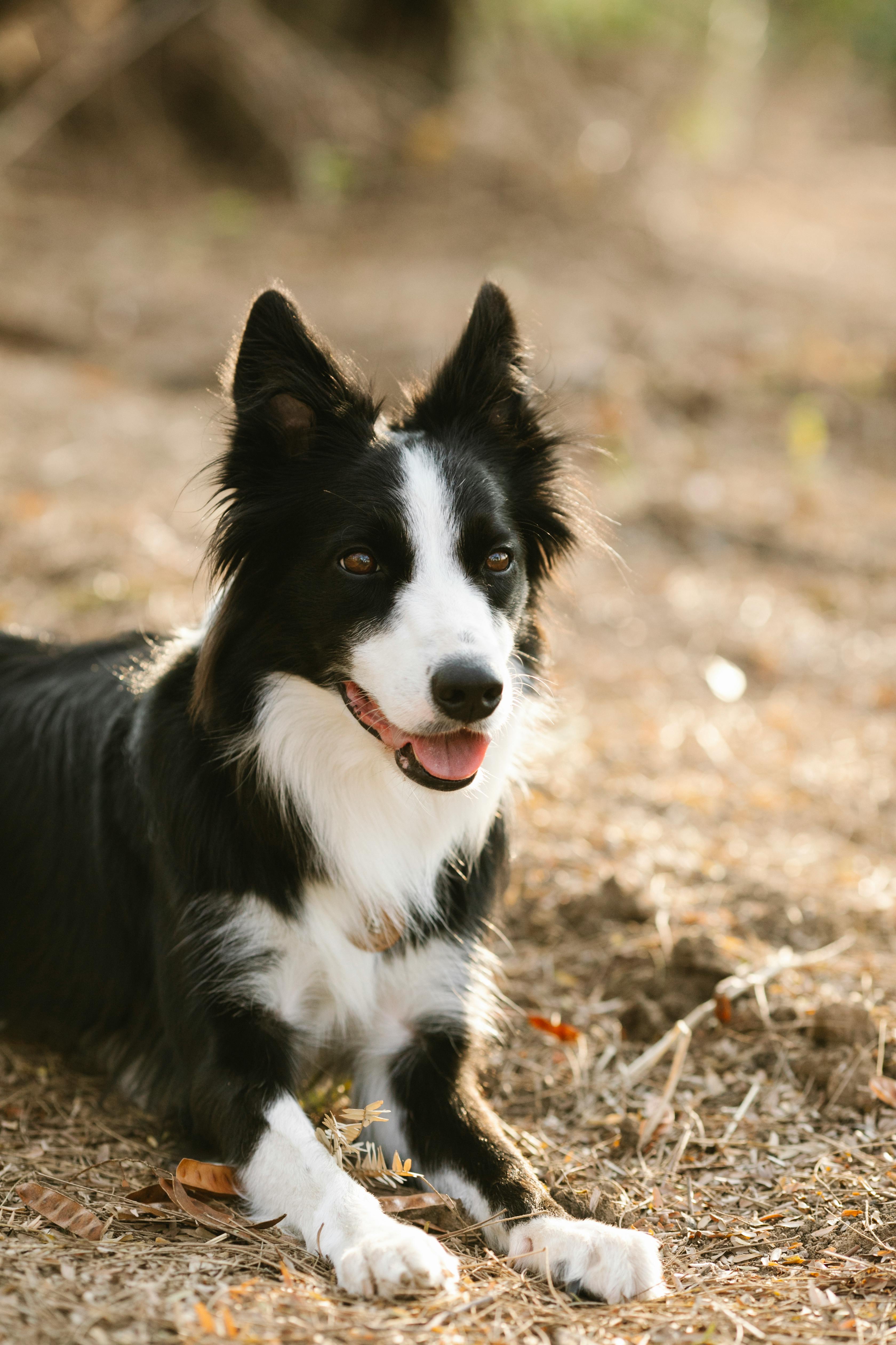 are collies high energy