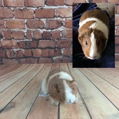 custom guinea pig plush