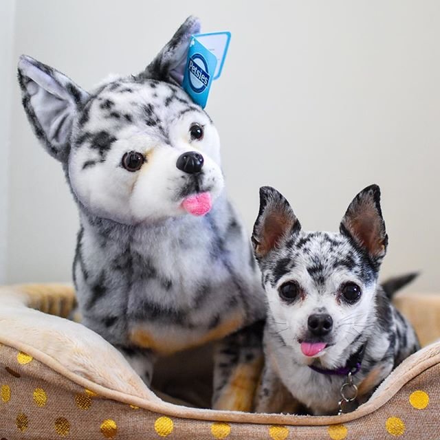 your dog as a plush