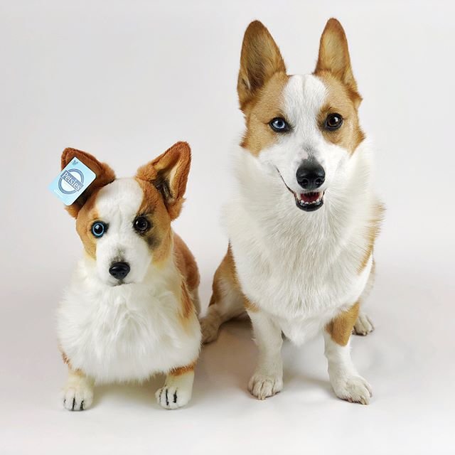 corgi stuff to buy