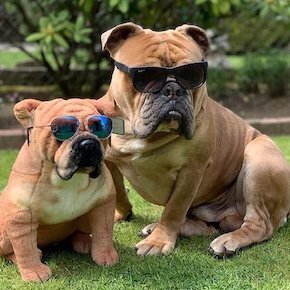 custom stuffed animal of your dog