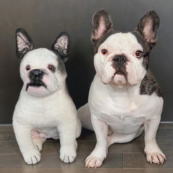 Great French Bulldog Stuffed Animals in 2023 Don t miss out 
