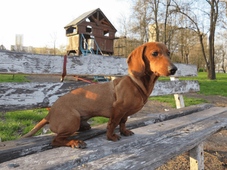 dachshund stuffed animal