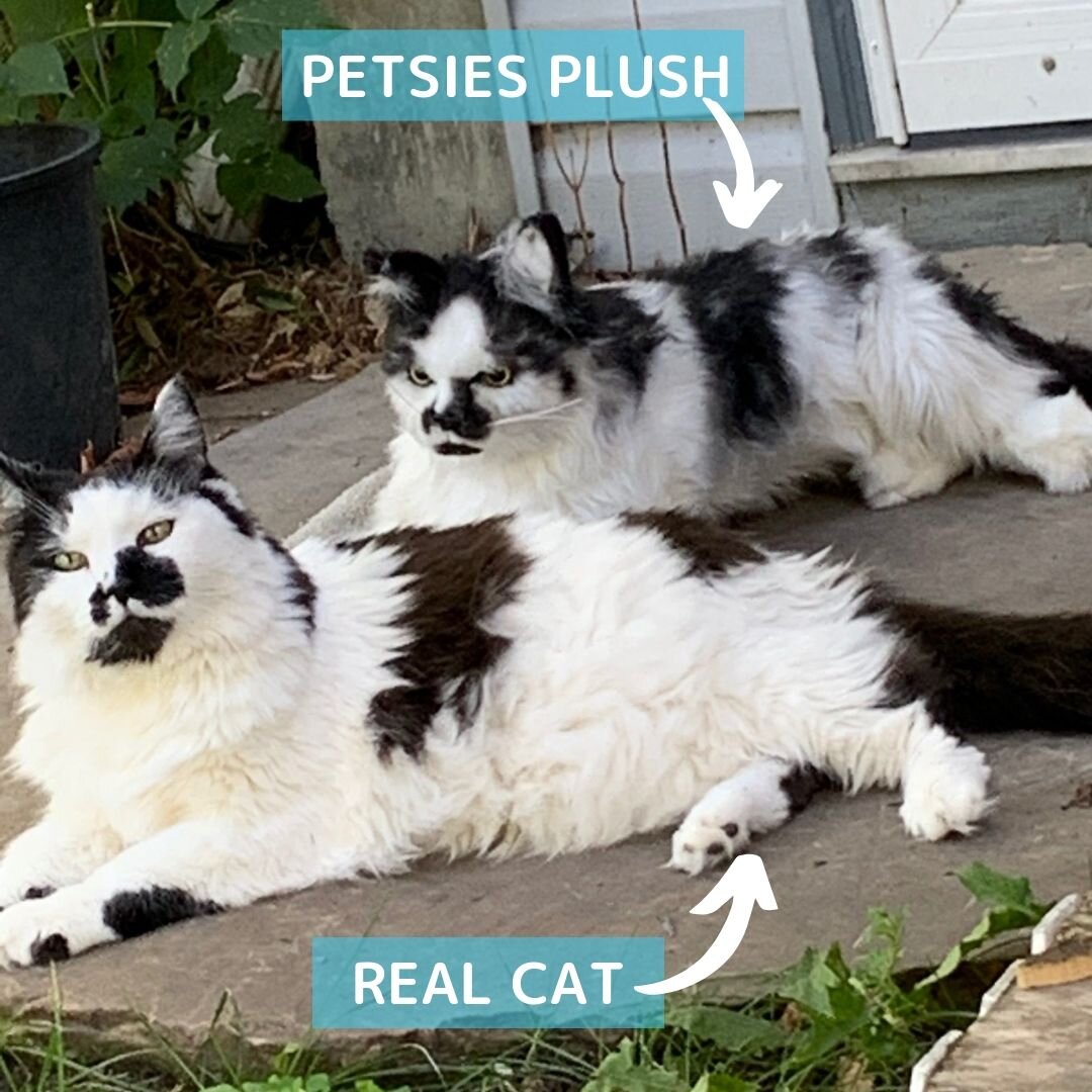 Download Make A Custom Stuffed Animal Of Your Cat Petsies
