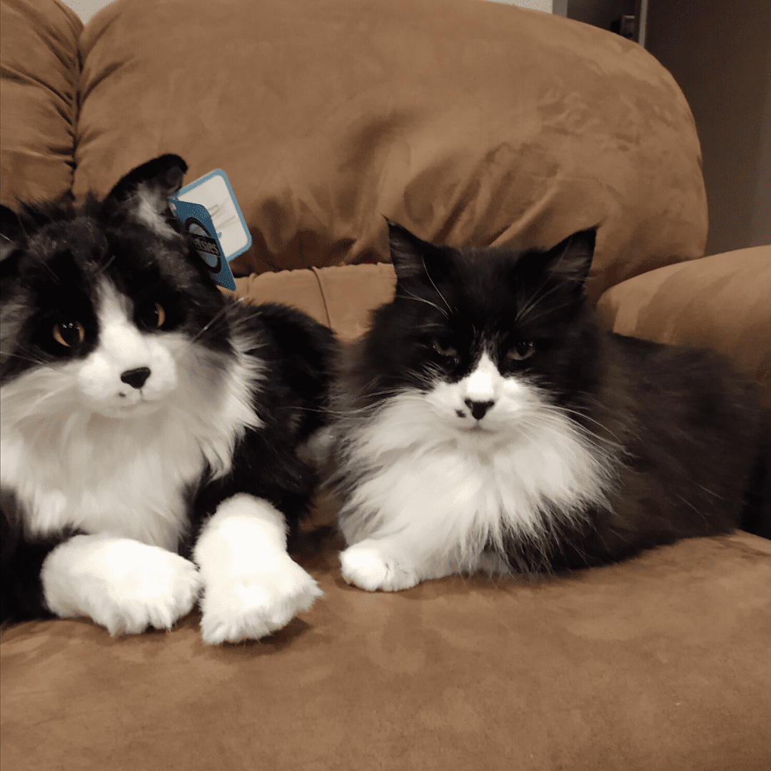lifelike stuffed animal cats