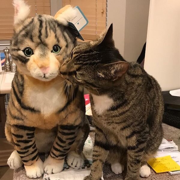 stuffed animal that looks like your cat