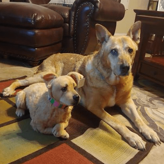 white german shepherd stuffed animal