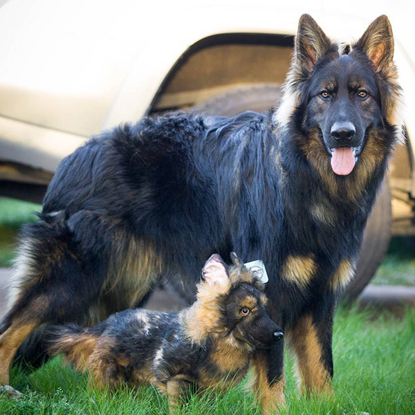 realistic pet stuffed animals