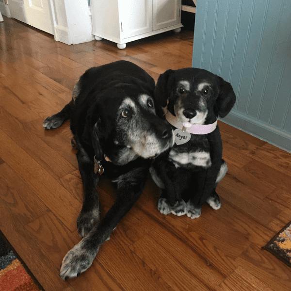 stuffed labrador retriever