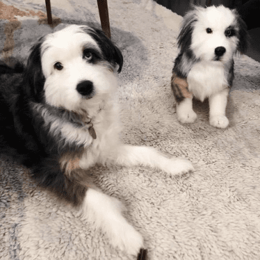 puppies that look like stuffed animals