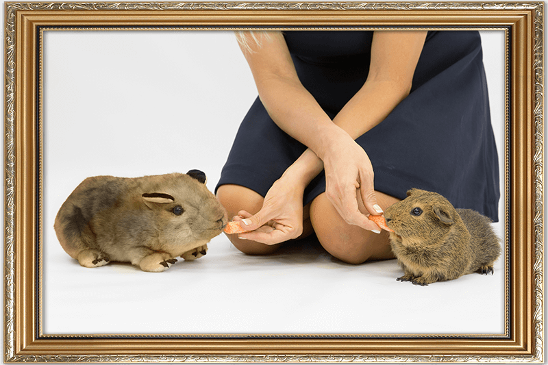 pet photo into stuffed animal