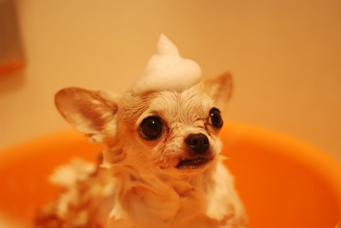 Chihuahua Stuffed Animals | Turn Your Pet into Custom Plush