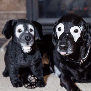 stuffed toy dogs that look real