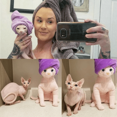 stuffed animal that looks like my cat