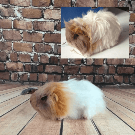 large guinea pig stuffed animal