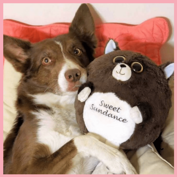 pet pictures into stuffed animals